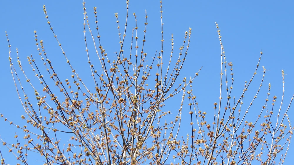 Julie Drew, Manitoba Maple tree